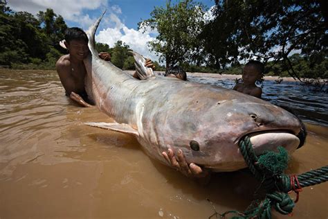 Pez gato gigante del Mekong