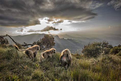 Wildlife of Ethiopia Photo Safari - Idube Photo Safaris