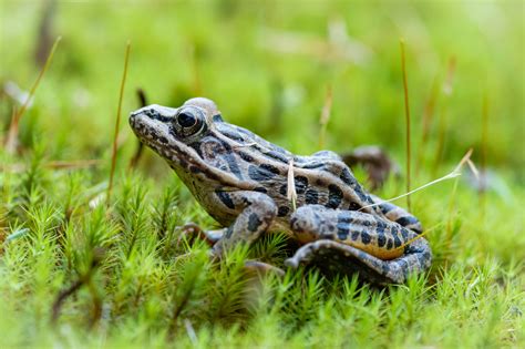 Pickerel Frog in the Neighborhood — Todd Henson Photography