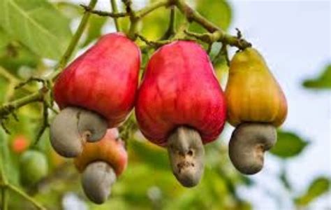 11 Amazing Health Benefits Of Cashew Fruit - Enhanced Health Fact ...