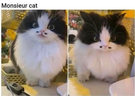 Monsieur cat meme - Meme by vaperWave :) Memedroid