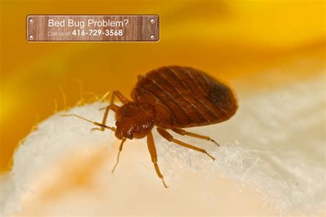 Distinguish Dust Mites from Bed Bugs | JDM Pest Control