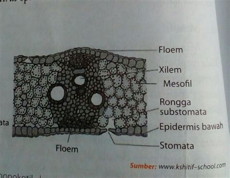 Konsep Terkini 21+ Gambar Daun Monokotil