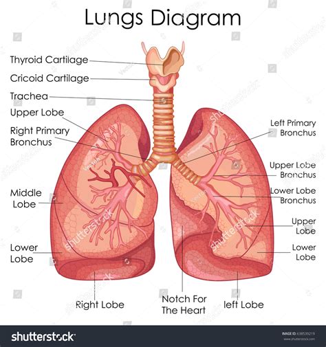 5,641 Lobes Anatomy Lungs Images, Stock Photos & Vectors | Shutterstock