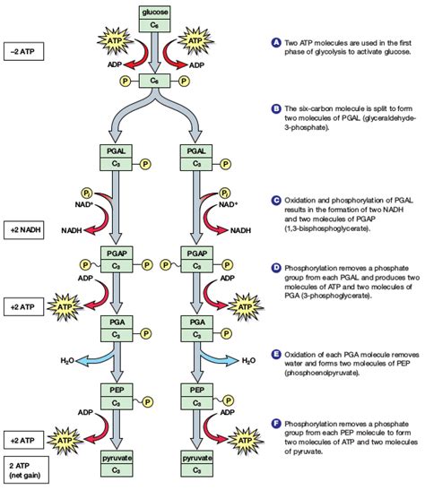 Pin on Biology