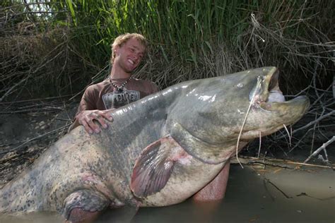 Top 3 How Big Does A Catfish Get - GA Pet Sitters