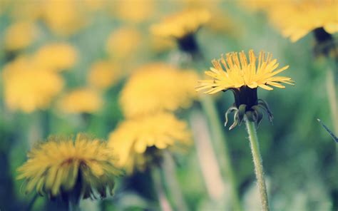 Yellow Dandelion wallpaper | 1920x1200 | #78482