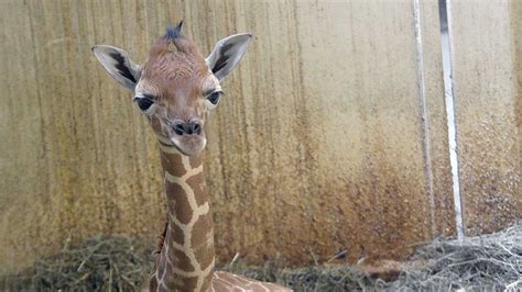 Adorable: Southwick's Zoo welcomes baby giraffe