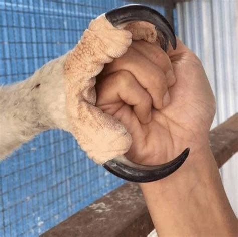 This is a comparison of an eagle claw to a human hand fist | Animals ...