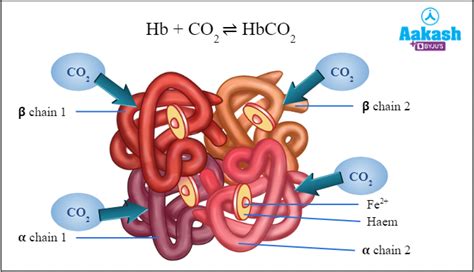 Transport of Gases in Respiration, Blood Medium & Factors | AESL