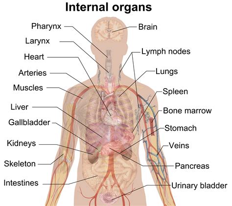 File:Internal organs.png - Wikipedia