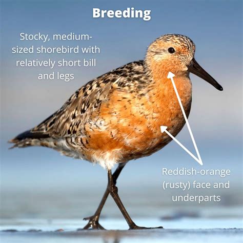 Red-Knot-breeding – BirdsCaribbean