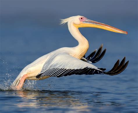 A Guide to the American White Pelican in Colorado – Nature Blog Network