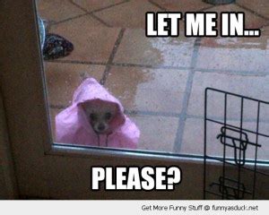 Rain Jokes Quotes With Dogs. QuotesGram