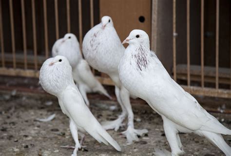 12 Most Bizarre Pigeon Breeds