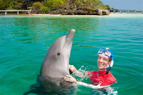 Swim With Dolphins In Cancun At Any Of These 4 Great Places! - Addicted ...