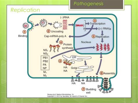 Orthomyxoviridae (2)