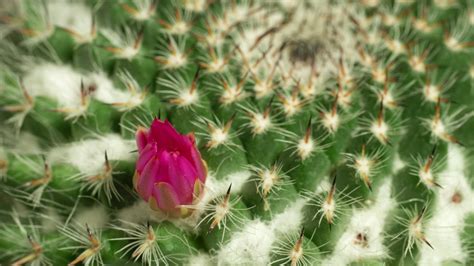 Cactus flower blooming time lapse. 17554089 Stock Video at Vecteezy