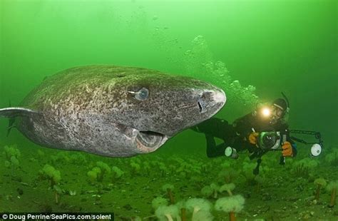 Greenland Shark - Fishes World - HD Images & Free Photos