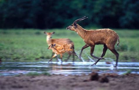 Sitatunga: Africa’s Amphibious Antelope