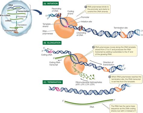 Prokaryotic Transcription- Enzymes, Steps, Significance