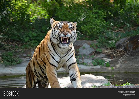 Roaring Royal Bengal Tiger India Image & Photo | Bigstock