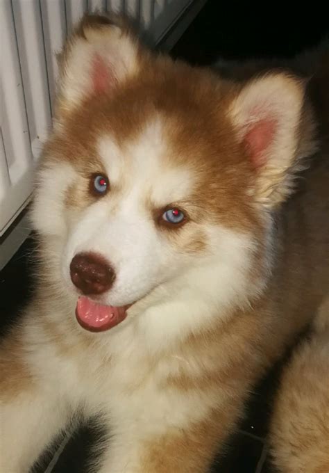 1 wooly Husky puppies | in Partick, Glasgow | Gumtree