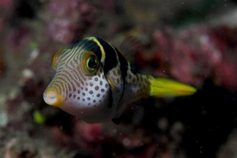 Clownfish Tank Mates for 30-Gallon Tank - The Aquarium Adviser