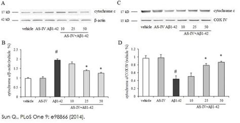 Cytochrome c Release Assay Kit (ab65311) | Abcam