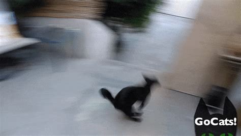 Ultimate Cat Parkour : r/Catculations