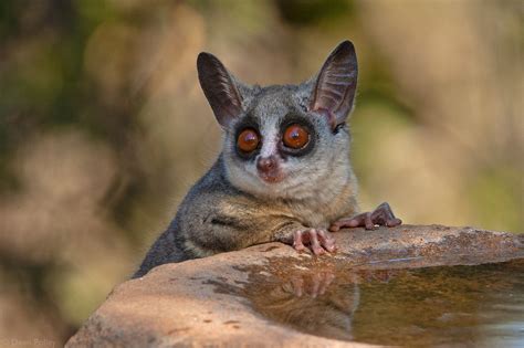 Bushbabies – The Southern Lesser Galago - Africa Geographic