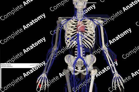 Radial Veins | Complete Anatomy