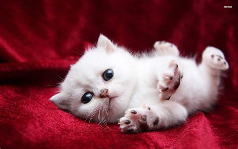 Miao! Miao! Miao! 44 Super Cute White Kitten, enjoy! Check more at http ...