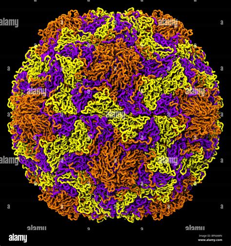 Rhinovirus Structure