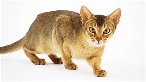 Abyssinian cat Pictures and Information - Cat-Breeds.com