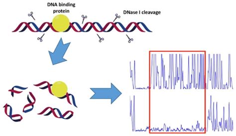 DNase I Footprinting Assay Service - Profacgen