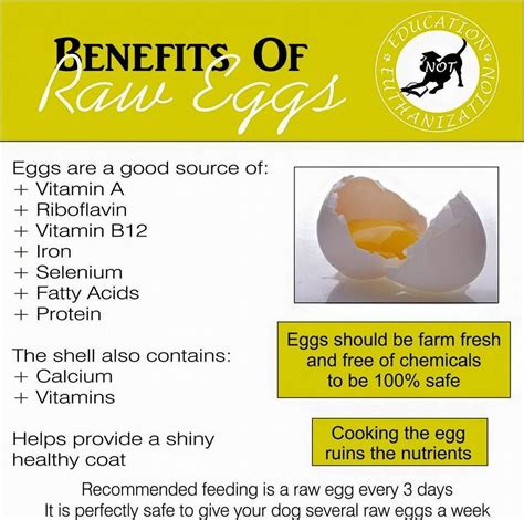 Can Dogs Eat Raw Eggs