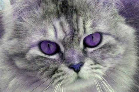 Can Cats Have Purple Eyes? Fabulous a Preposterous Myth? - Traveling ...