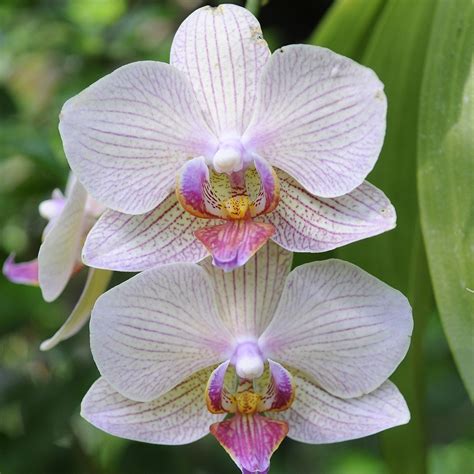 Repotting Orchids, Part 1: Phalaenopsis – My Chicago Botanic Garden