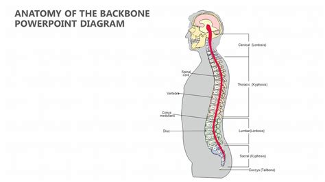 Anatomy of the Backbone PowerPoint Diagram | Powerpoint, Diagram, Anatomy