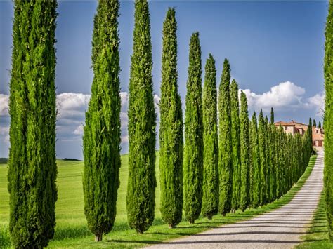 Italian Cypress Information: Learn How To Grow An Italian Cypress Tree ...