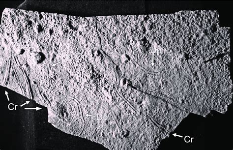 Slab INGEO-PI-NAu-1149 from the sandy debris-flows of the lower ...