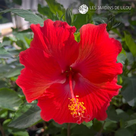 Hibiscus President® (HIBISCUS ROSA-SINENSIS)