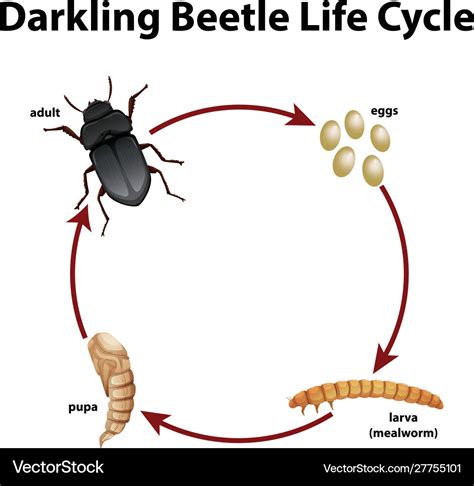 Stag Beetle Life Cycle