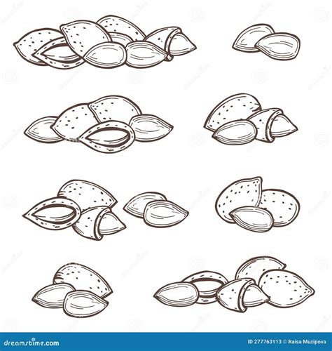 Almond. Sketch Illustration Stock Vector - Illustration of shell, food ...