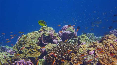 Some coral reefs are keeping pace with ocean warming