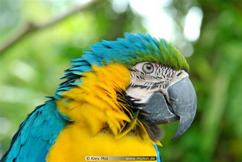 Photo of Blue and yellow macaw parrot. Ubud, Bali, Indonesia