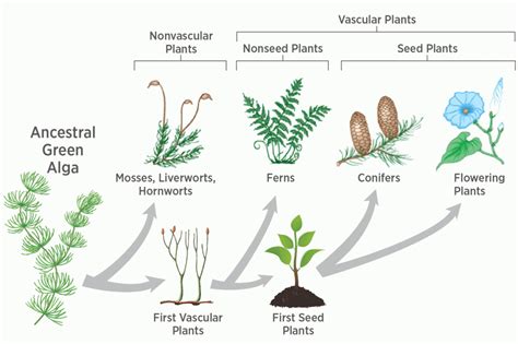 Evolution of Plants – QR Learning Platform