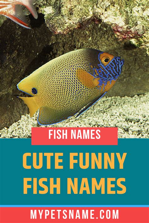 Cute Funny Fish Names | Fishing humor, Pet names, Cute pet names