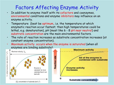 PPT - Enzymes: Structure, Properties and Mechanisms of Activity ...